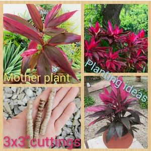 Hawaiian Ti Plants Red Sister Cuttings Lot Of 3x3" Satrter